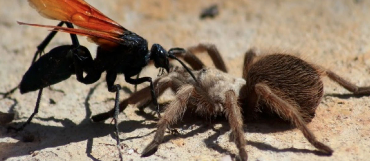 As Spider's Worst Nightmare