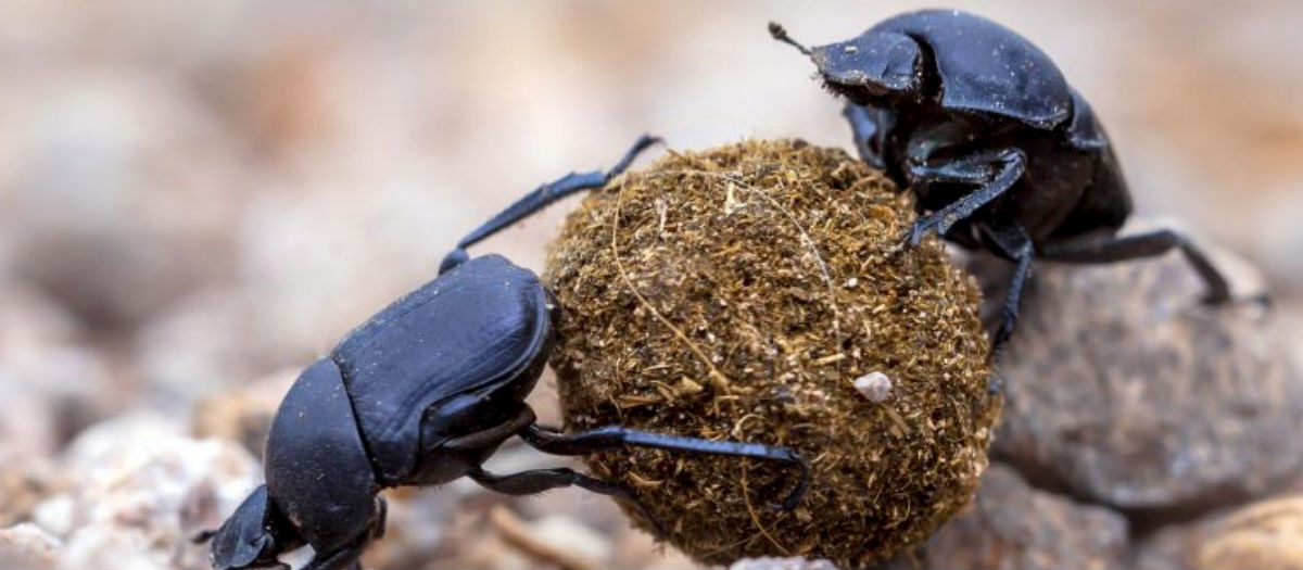 Nature's most resourceful Scavenger