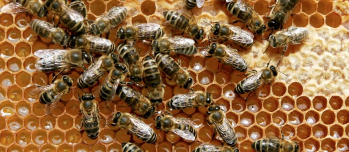 Life in the Beehive: Part 1