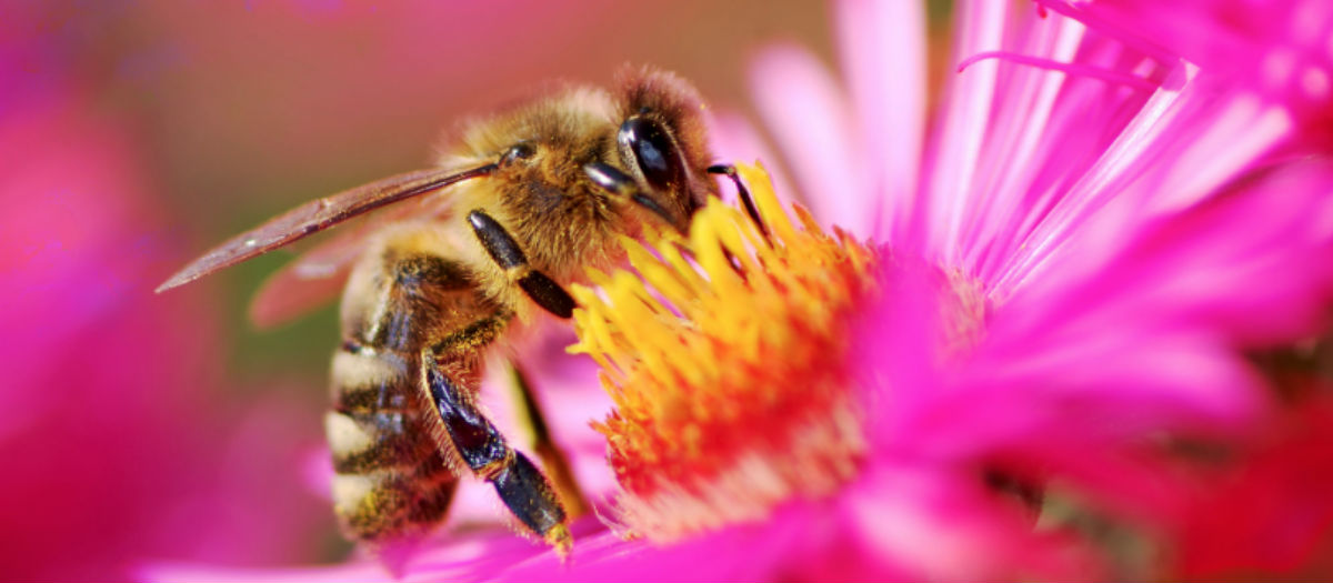 Life in the Beehive: Part 2