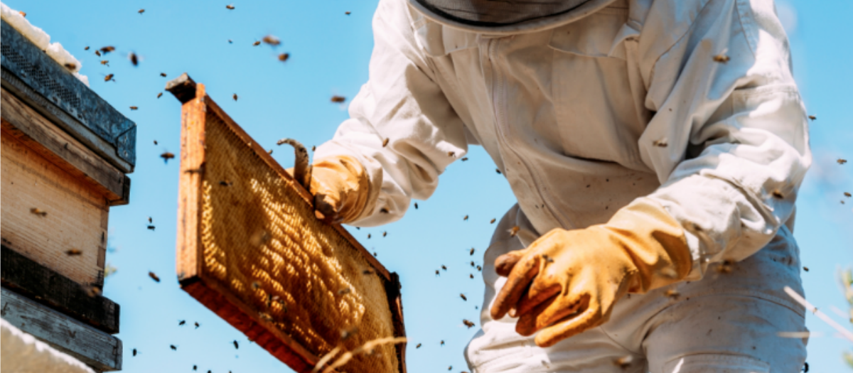 Life in the Beehive: Part 3